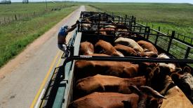 В Россельхознадзоре предложили ужесточить наказание за скот без документов 